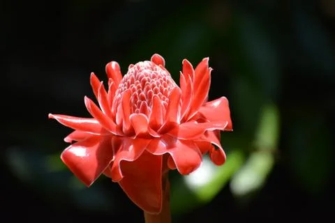 Red Ginger Lily Fotos de archivo