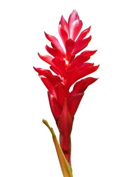 Red ginger. Stock Photos