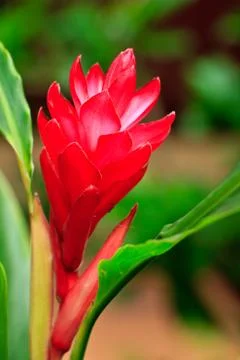 Red ginger Stock Photos