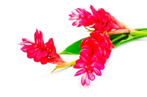 Red ginger Stock Photos