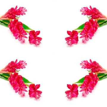 Red ginger Stock Photos