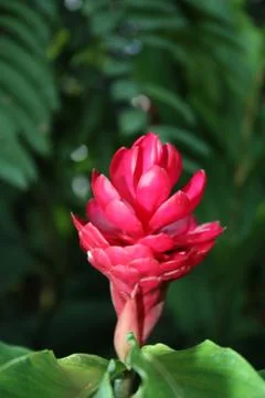 Red ginger Stock Photos