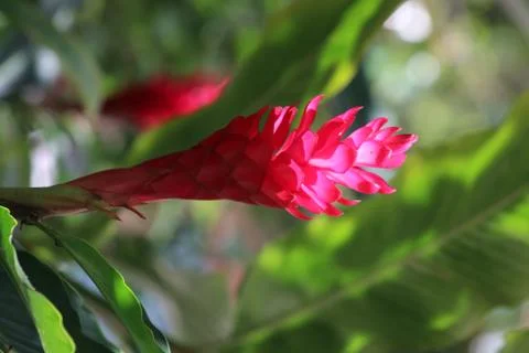 Red ginger Stock Photos