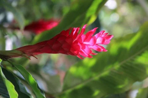 Red ginger Stock Photos