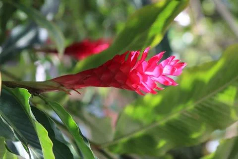 Red ginger Stock Photos