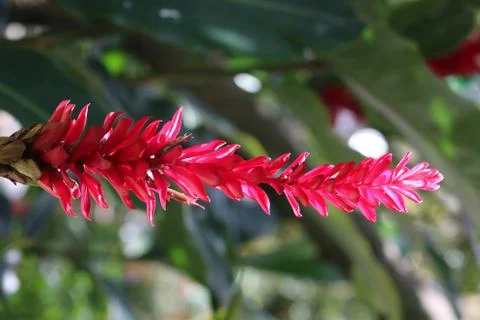 Red ginger Stock Photos