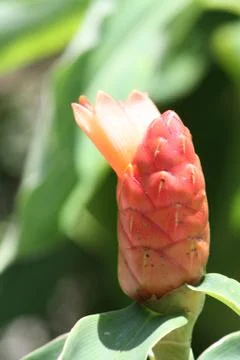 Red ginger Stock Photos