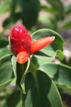 Red ginger Stock Photos