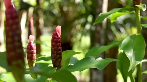 Red ginger plant with vibrant green leaves and blooming flowers on a bright.. Stock Footage 333314860