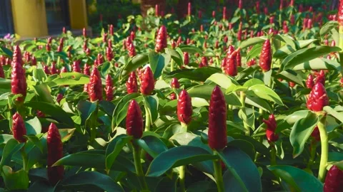 Red ginger plants creating a lush tropical garden with their numerous vibrant Stock Footage 337560587