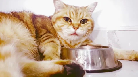 Red ginger striped cat drinking from bowl on white Stock Footage 255003528