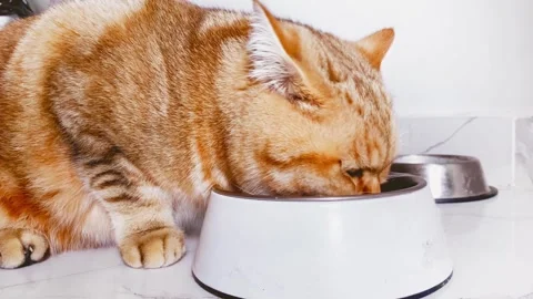Red ginger striped cat eating from bowl on white Stock Footage 255003539