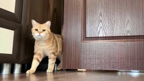 Red ginger striped cat opening door Video stock 195187203