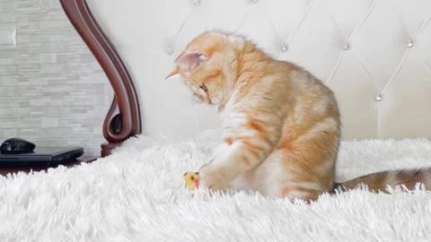 Red ginger striped kitten playing with toy mouse Stock Footage 155679082