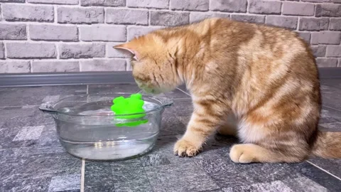 Red ginger striped kitten playing with frog toy in water. Stock Footage 156682701