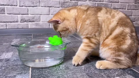 Red ginger striped kitten playing Stock Footage 163075385