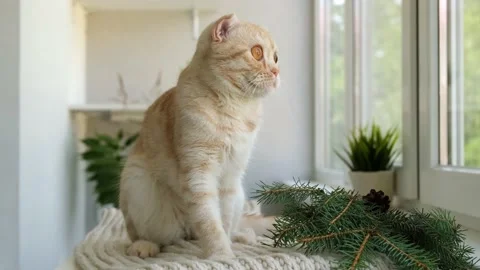 Red ginger tabby Scottish fold cat is sitting on soft cozy beige scarf next to Stock Footage 159587469
