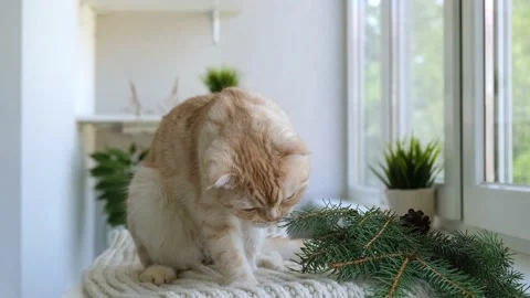 Red ginger tabby Scottish fold cat is sitting on soft cozy beige scarf next to Video stock 160016685