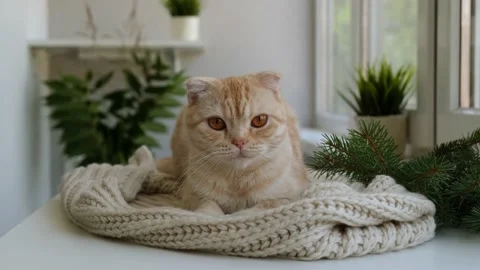 Red ginger tabby Scottish fold cat is sitting on soft cozy beige scarf near Video stock 164268154