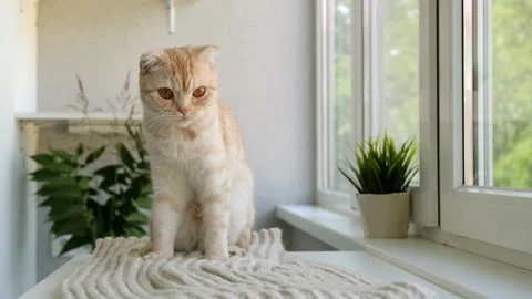 Red ginger tabby Scottish fold cat is sitting next to the window and looking at Video stock 168501974