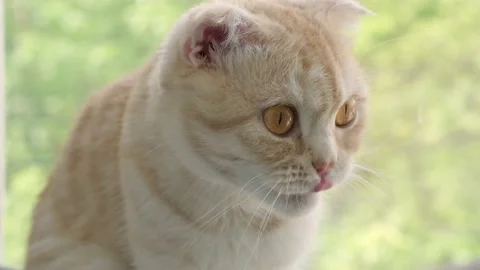 Red ginger tabby Scottish fold cat is sitting next to window and looking outside Stock-Footage 201794437