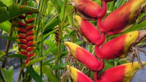 Red ginger tropical flower close up, 4K Video stock 120952260