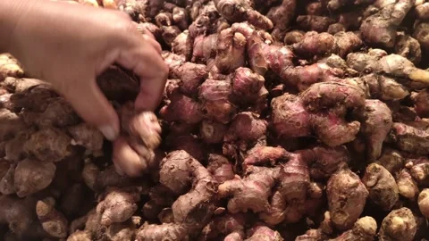 Red ginger (Zingiber officinale) Stock Footage 149860922