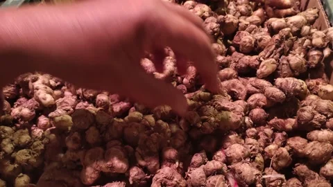 Red ginger (Zingiber officinale) Video stock 149860949