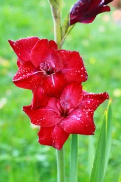 Red gladiola Stock Photos