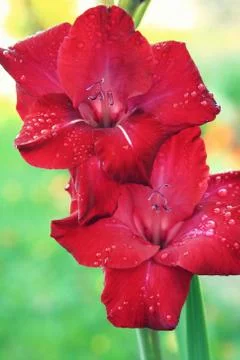Red gladiola Stock Photos