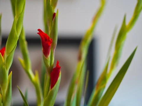 Red Gladioli Stock Photos
