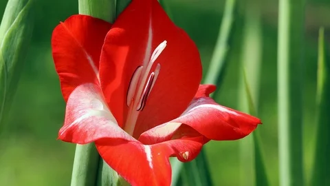 Red gladiolus flowers Stock Footage 98853700