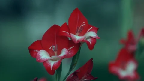 Red gladiolus flowers Stock Footage 98918304