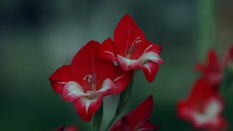 Red gladiolus flowers Stock Footage 98918566