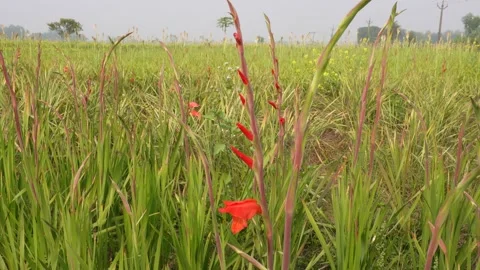Red Gladiolus Flowers Vidéo 333415401