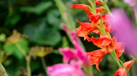 Red gladiolus Stock Footage 40540198