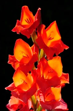 Red gladiolus Stock Photos