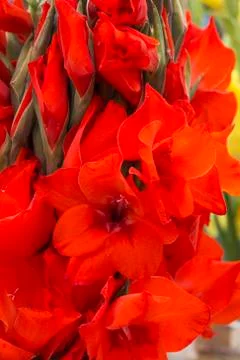 Red gladiolus Фото