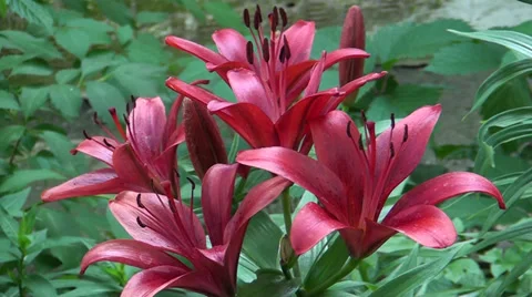 Red gladioluses Stock-Footage 39719094