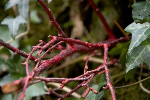 Red Glittery Twigs Stock-Fotos