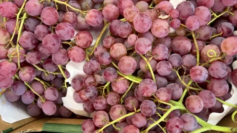 Red Globe Grapes in cardboard box Stock Footage 284774648