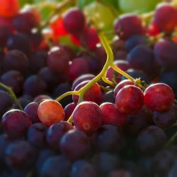 Red globe grapes macro close up square composition Stock Photos
