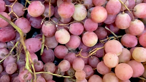 Red globe pink grapes Stock Footage 288239490