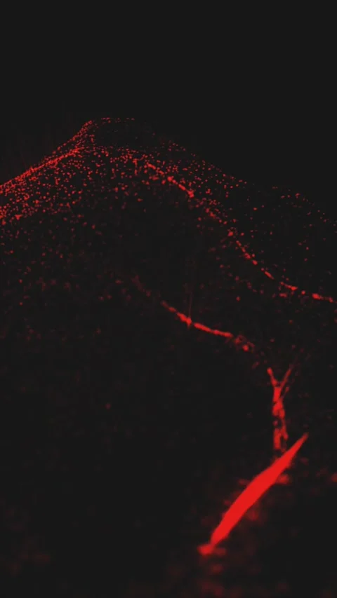 Red glowing dots wave over dark background 库存影片 331531111