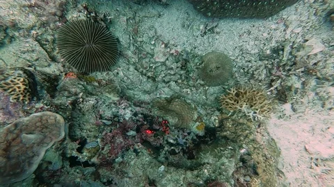 Red Glowing Nudibranch between Underwater Coral Reef Stock Footage 142656676