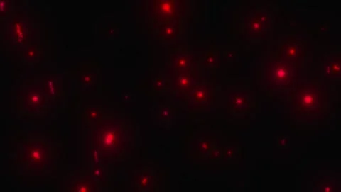 Red glowing particles Stock Footage 333258012
