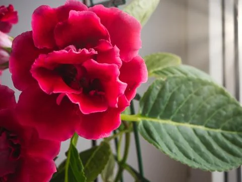 Red gloxinia in a pot on a window Stock Photos