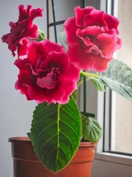 Red gloxinia in a pot on a window Stock Photos