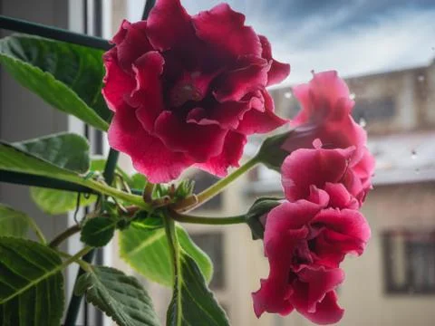 Red gloxinia in a pot on a window Stock Photos