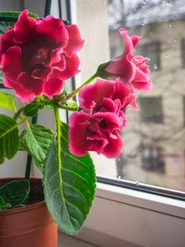 Red gloxinia in a pot on a window Stock Photos